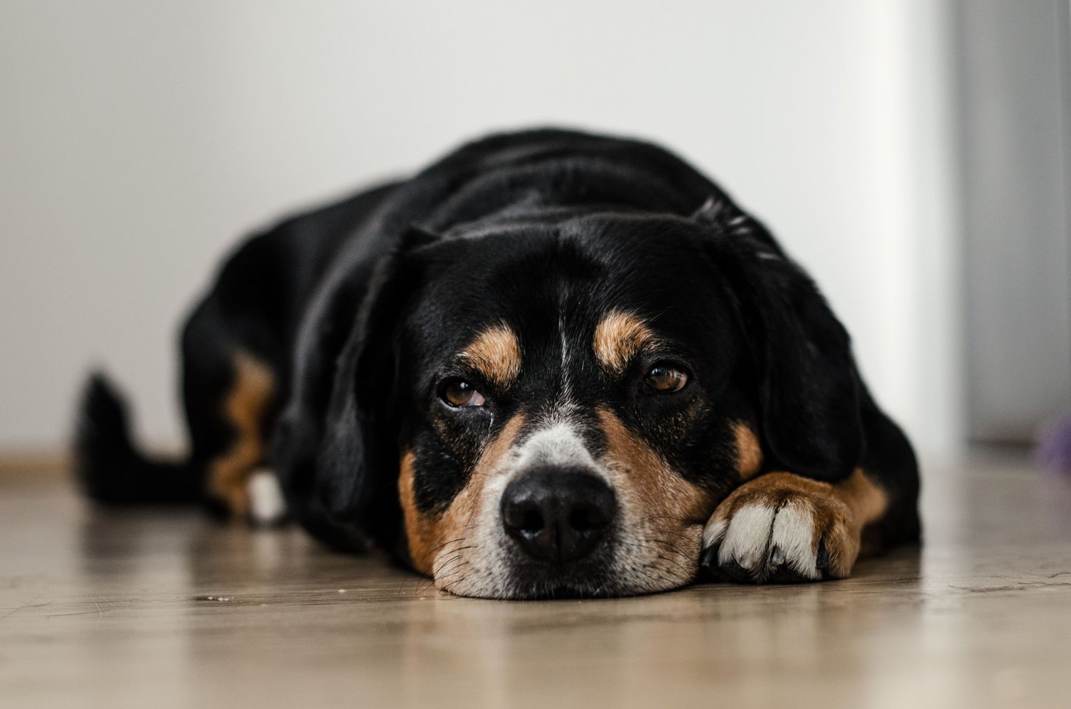 Pet Poisoning Prevention: How to Keep Your Furry Friend Safe from Cannabis and Other Toxins