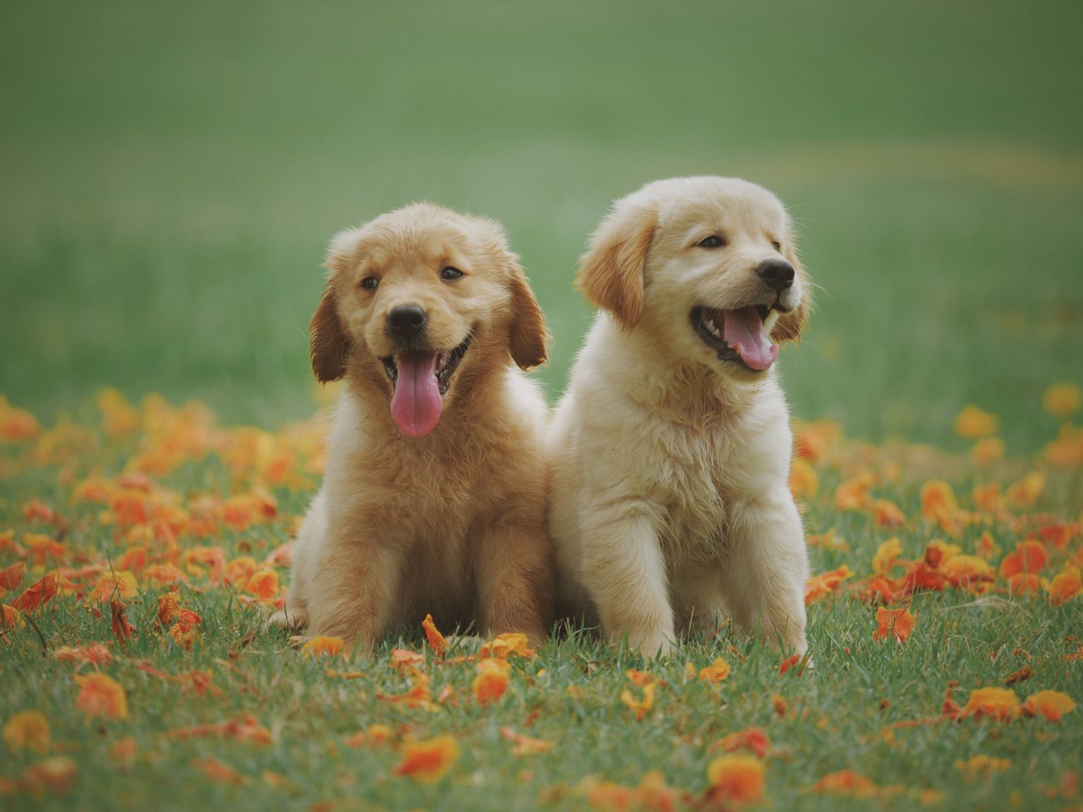 How Young Can You Start Taming a Puppy?