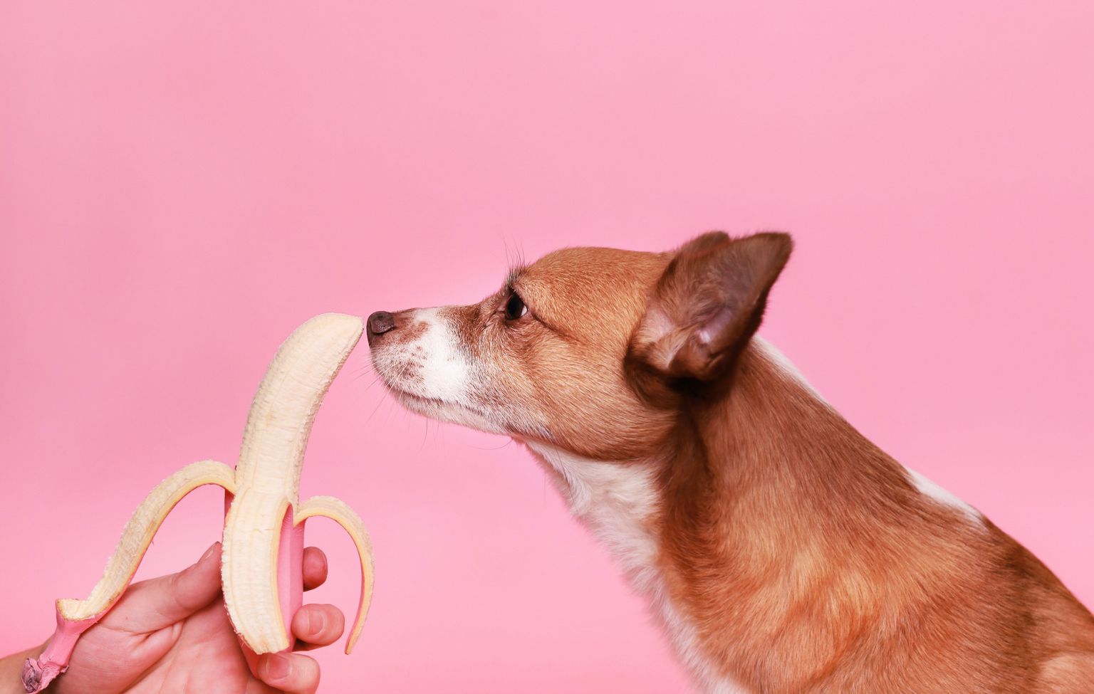 Human Foods that Your Dog Can and Cannot Eat